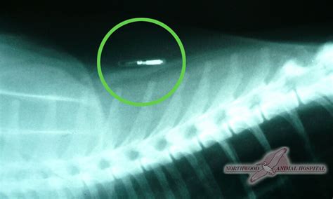 rfid tracking chips for cats|microchip placement for cat.